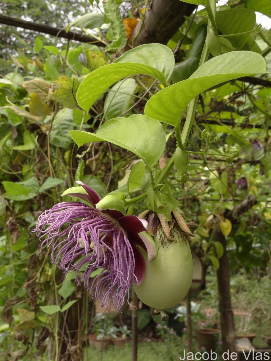 Passiflora quadrangularis L.
